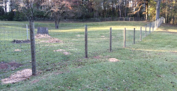 Sheep Wire fences